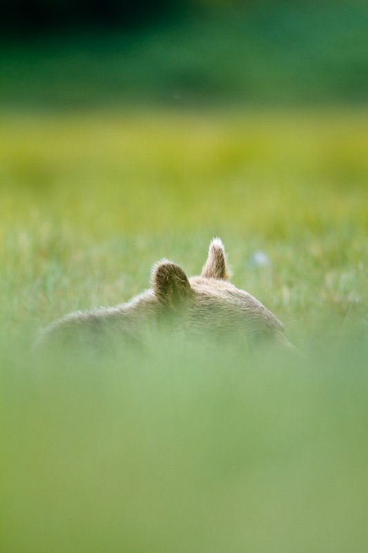 Grizzly Bear Cub In Sedges